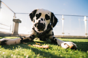 Dalmatian Enjoying Outdoor Playtime on Grass