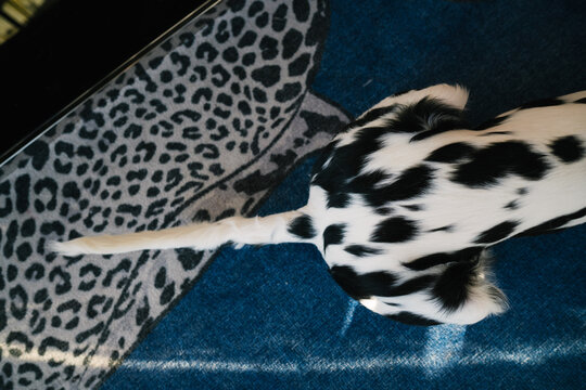 Dalmatian Relaxing on Patterned Rug