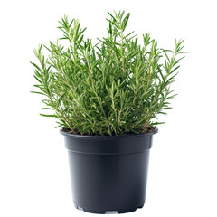 Fresh rosemary plant growing in a pot ideal for culinary use and home gardening with aromatic herb qualities isolated white background