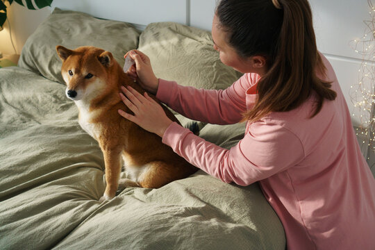 At home dog flea treatment