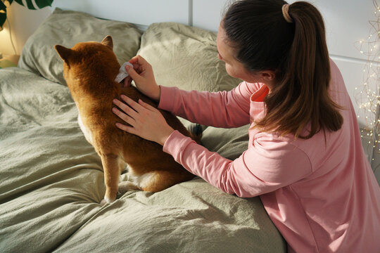 At home dog flea treatment