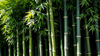Fototapeta premium Vibrant Bamboo Forest Lush Greenery & Natural Serenity