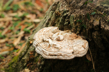 肉厚なカサのコフキサルノコシカケキノコ側面画像（自然環境下ストロボ＋マクロ接写）