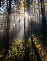 Obraz premium dense forest in autumn with colored leaves and sun shining through fog