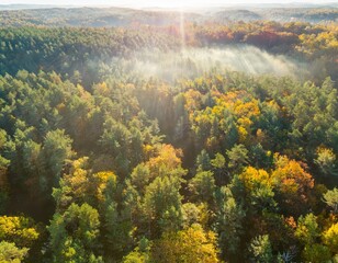 dense forest in autumn with colored leaves and sun shining through fog