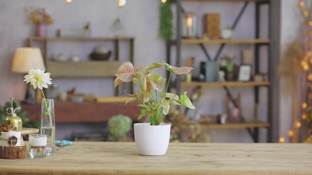 Cozy, beautiful interior with arrowroot plant in pot, one white flower in glass vase, candles and rustic decor on wooden table.