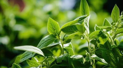 Obraz premium garden green bean plants