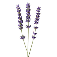 Obraz premium Lavender Sprigs Flowers Isolated on Transparent Background, Generative AI