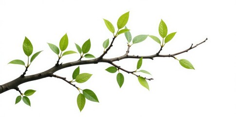 Obraz premium Isolated tree branches on white background, natural textures, pure, organic, branch