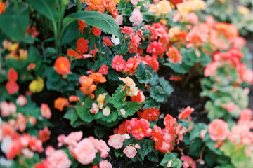 garden flowers background