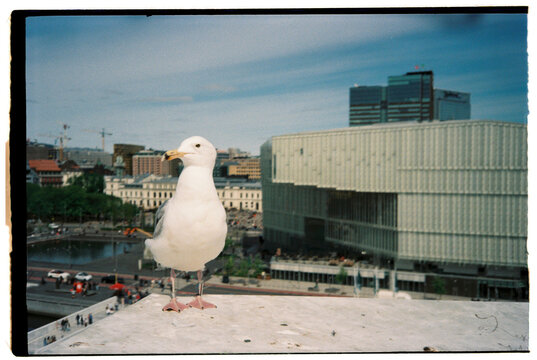 seagull posing in oslo