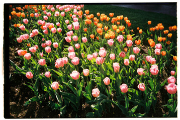 colorful tulips