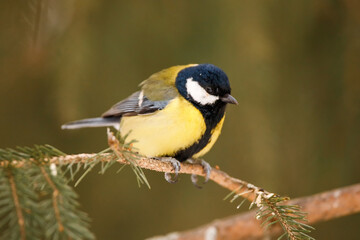 A beautiful great tit sitting on the snowy spruce twig. Parus major. 