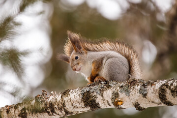 The squirrel sits on a tree branch and eats nuts from a nut.