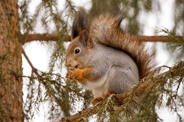 The squirrel sits on a tree branch and eats nuts from a nut.