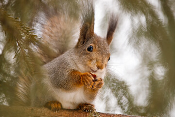 The squirrel sits on a tree branch and eats nuts from a nut.