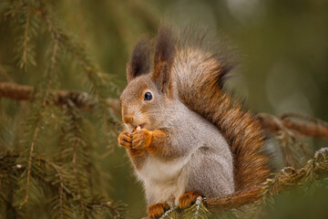 The squirrel sits on a tree branch and eats nuts from a nut.