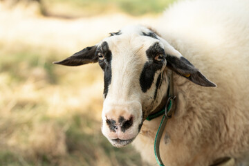 sheep in pasture looking straight at camera, copy space, farm animals concept