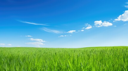 grass background green and blue