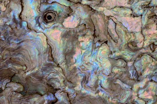 Macro closeup abalone shell interior patterns colors iridescence