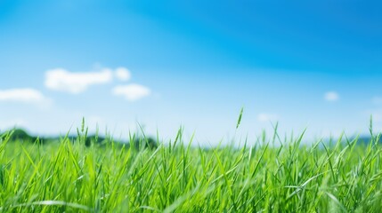 Fototapeta premium photo background blue green
