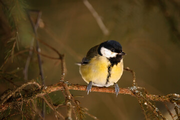 Great tit (Parus Major) sitting on a branch in winter