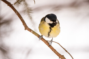 Great tit (Parus Major) sitting on a branch in winter