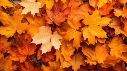 Fototapeta premium foliage fall leaves pumpkin