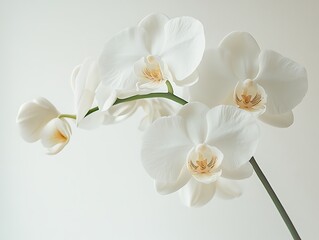 Elegant white orchid blooms in minimalist indoor space nature photography