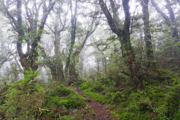 ニュージーランドの霧がかった森