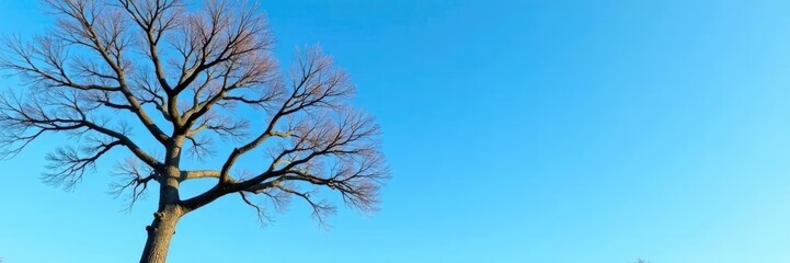 Fototapeta premium Tree with bare branches and brown trunk against clear blue sky, barren tree, tree branch