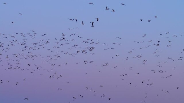 Snow Geese Flock Flying in a Circle Slow Motion