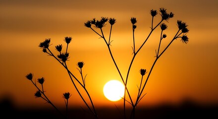 Obraz premium Silueta de flores silvestres contra un atardecer dorado – Fondo de naturaleza