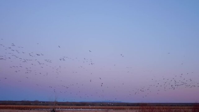 Snow Geese Flock Flying at bisque del apache NM