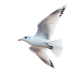 Obraz premium Seabird in flight with red beak on white background , Animal wildlife png