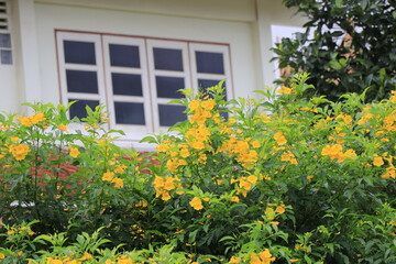 balcony with flowers