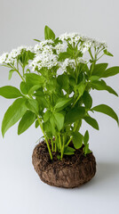 Delicate plant with white flowers against a soft background representing relaxation and serenity in natural settings