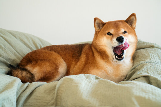 Dog yawning lying in bed