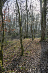 bois de la Versoix en hiver