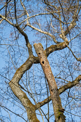 cachette naturel pour les oiseaux de la forêt