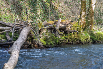rivage sauvage de la rivière