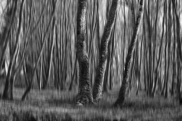 flou artistique en noir-blanc dans la forêt