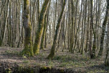 bois de la Versoix en hiver