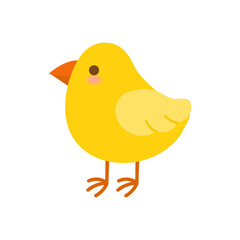 Cute chick isolated on white background.