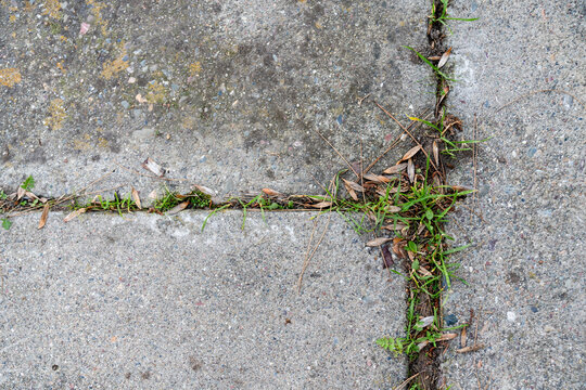 grass growing in sidewalk