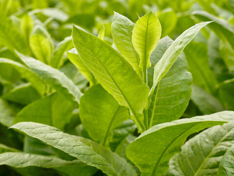 Tobacco Leaves Plantation  