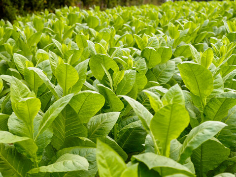 Tobacco leaves plantation field