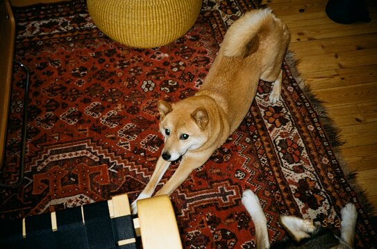 a shibun inu stretching on a vintage eastern carpet