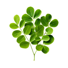 Obraz premium Moringa Leaves Isolated on transparent background