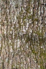 plein cadre sur le tronc de l'arbre